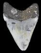 Juvenile Megalodon Tooth - Venice, Florida #36675-2